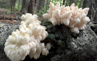 The Remarkable Benefits of Lion’s Mane Mushroom Extract
