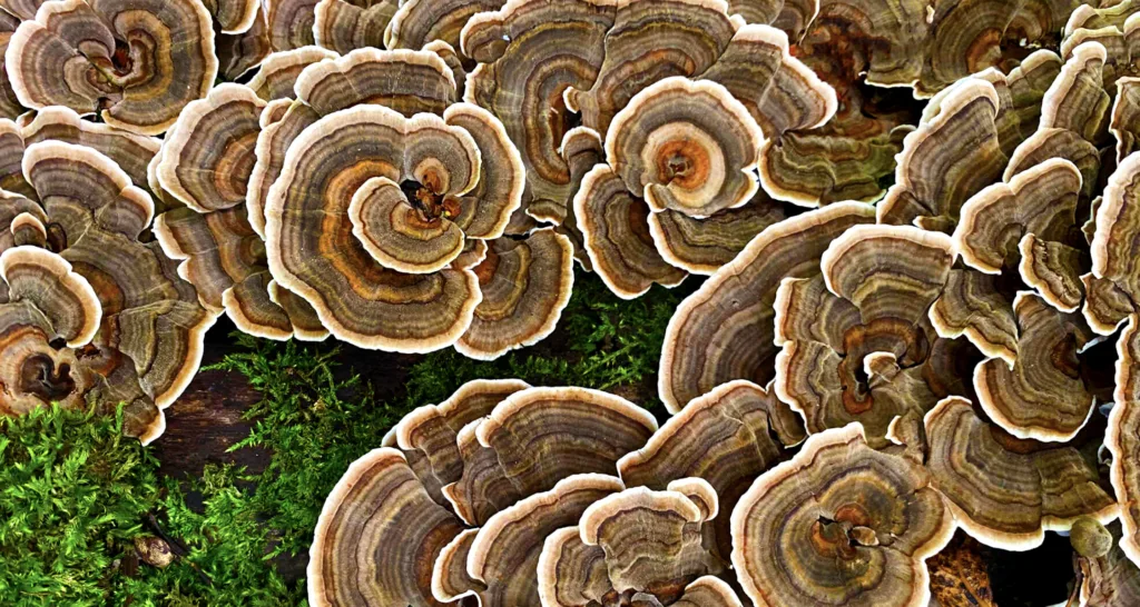 Read more about the article The Magic of Turkey Tail