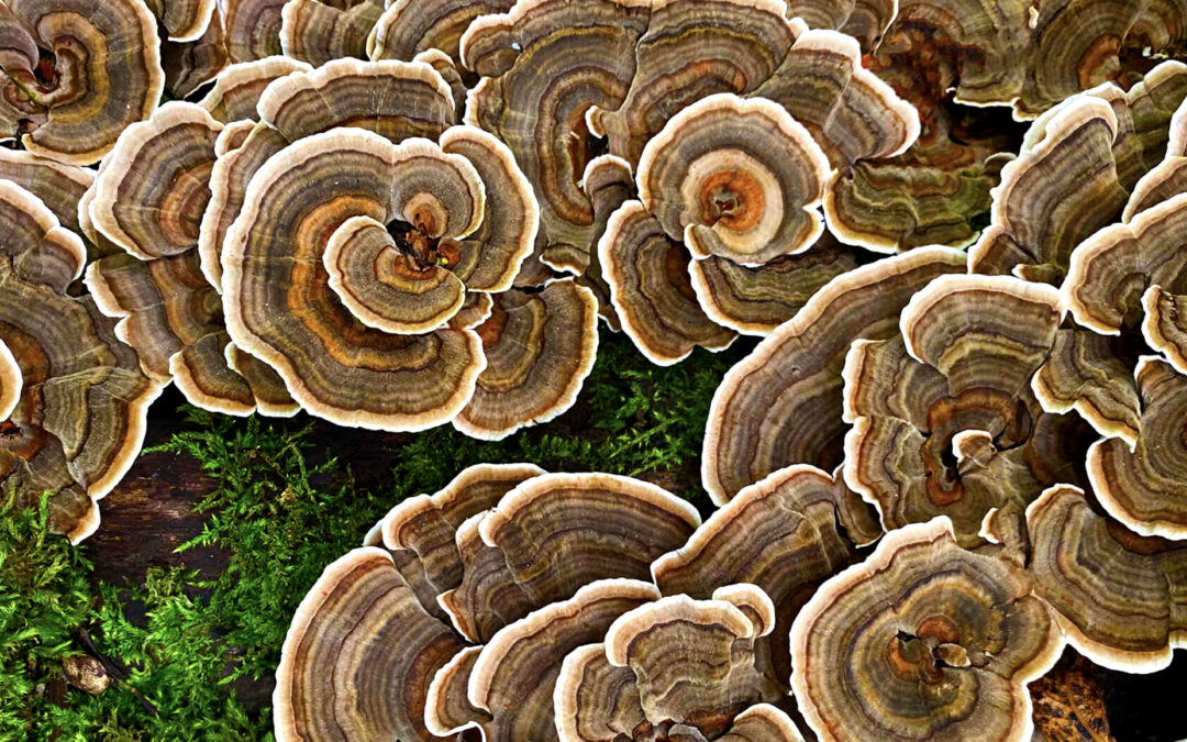 The Magic of Turkey Tail Mushrooms