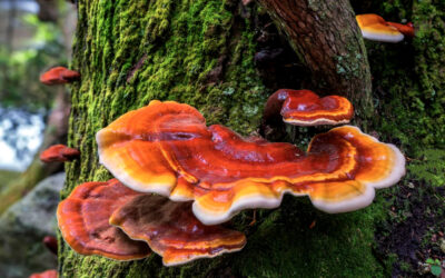 The Fascinating Benefits of Reishi Mushrooms