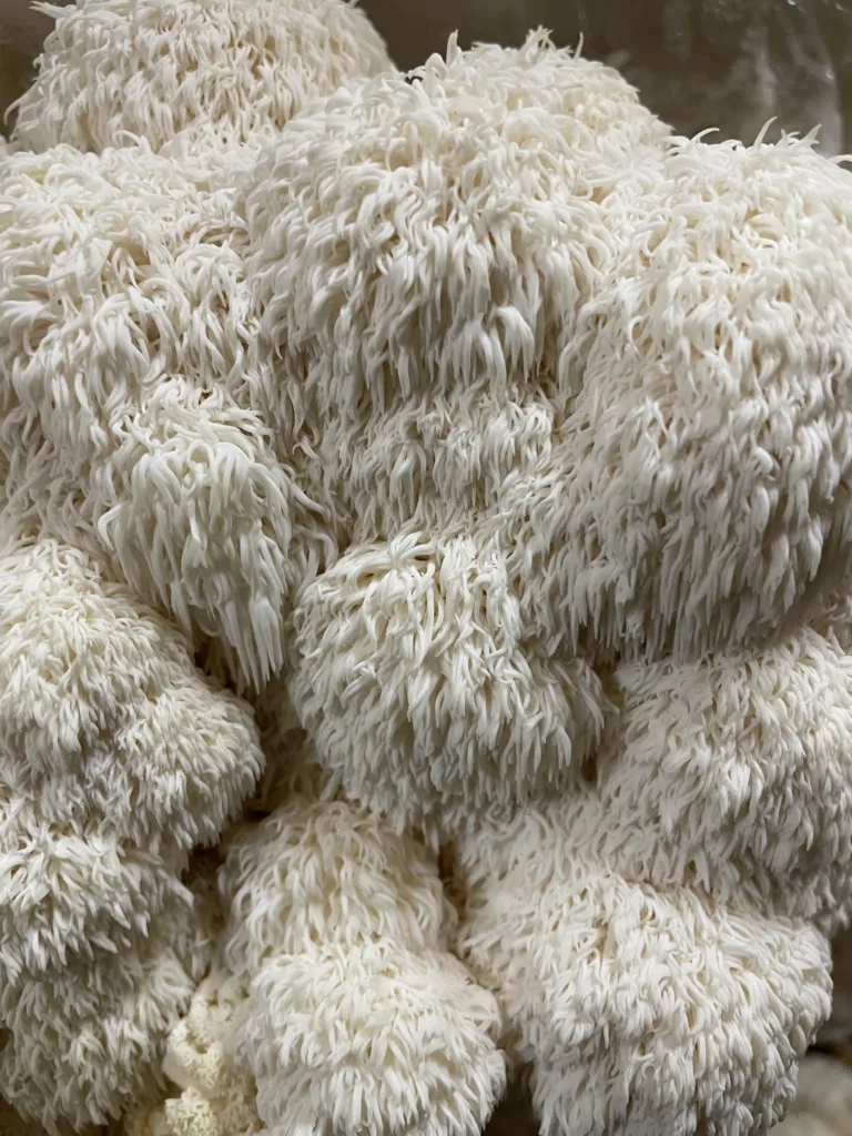 Read more about the article The Complete Guide to Cooking Lion’s Mane Mushrooms