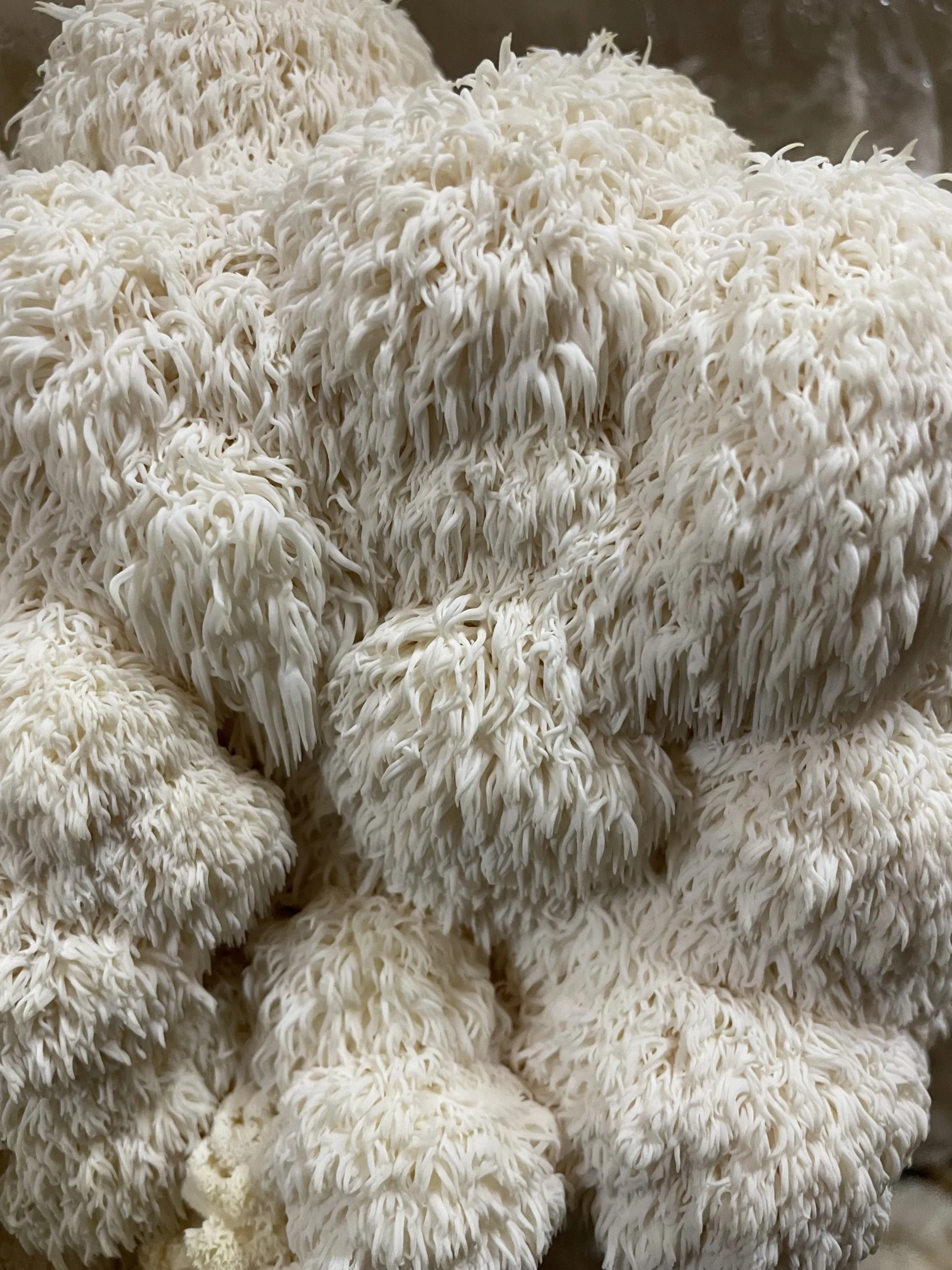 You are currently viewing The Complete Guide to Cooking Lion’s Mane Mushrooms